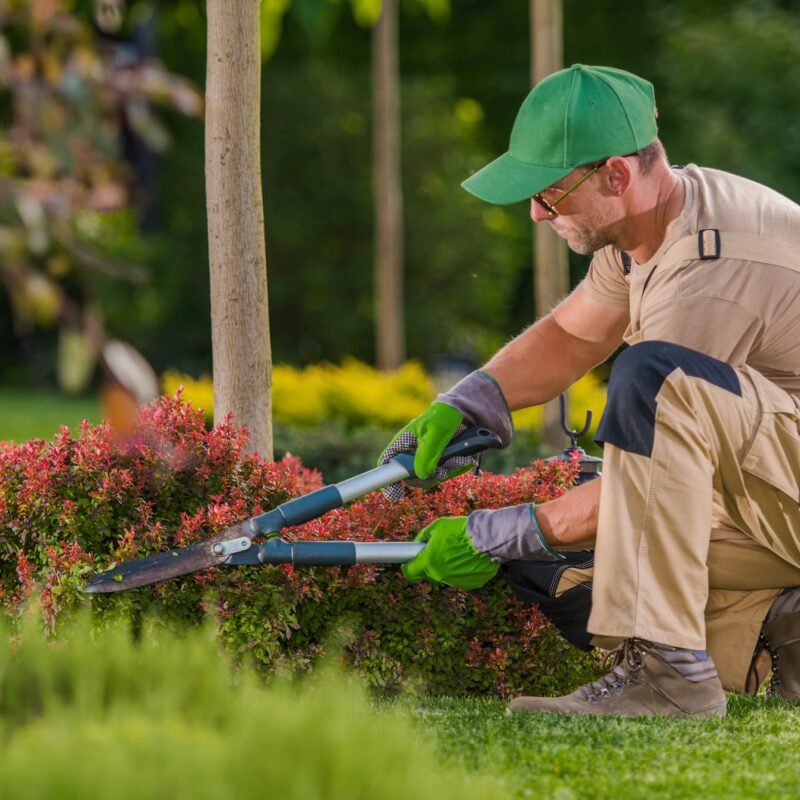 5 astuces pour limiter la repousse des mauvaises herbes apr&egrave;s un d&eacute;broussaillage Riedisheim