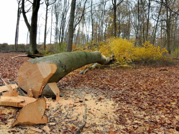 ELAGAGE_ABATTAGE_ARBRE_1 600X450 | RP Paysage Élagage et abattage d’arbres gênants sur les secteurs d’Altkirch et Mulhouse Illzach 1
