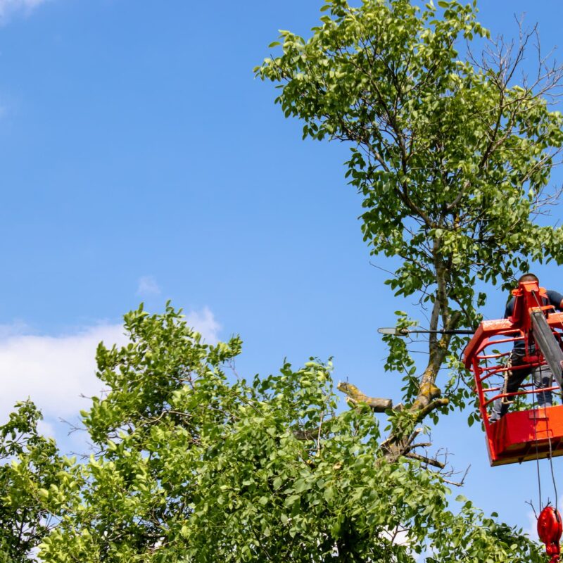 &Eacute;lagage et abattage d’arbres g&ecirc;nants sur les secteurs d’Altkirch et Mulhouse Audincourt