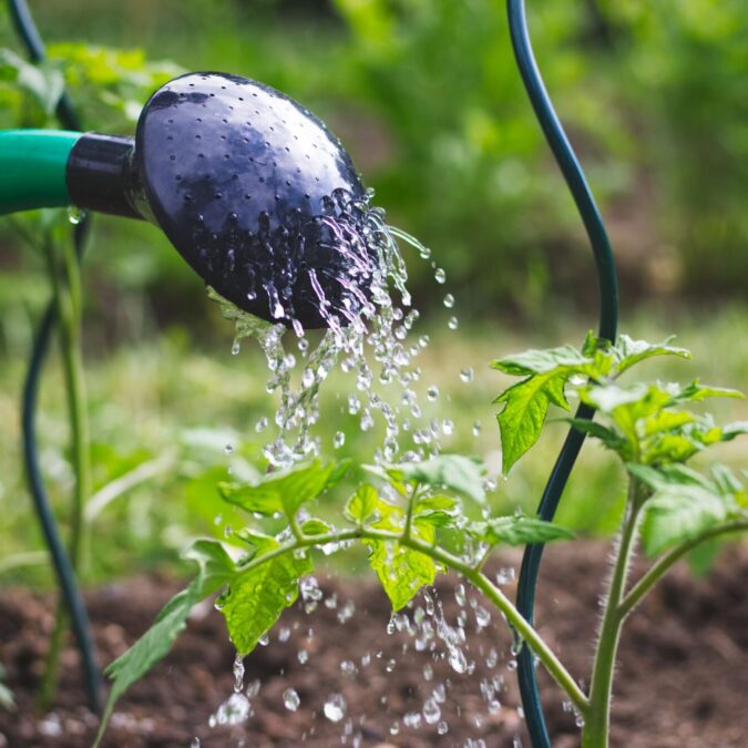 3 astuces pour prot&eacute;ger votre jardin contre les nuisibles naturellement Valentigney