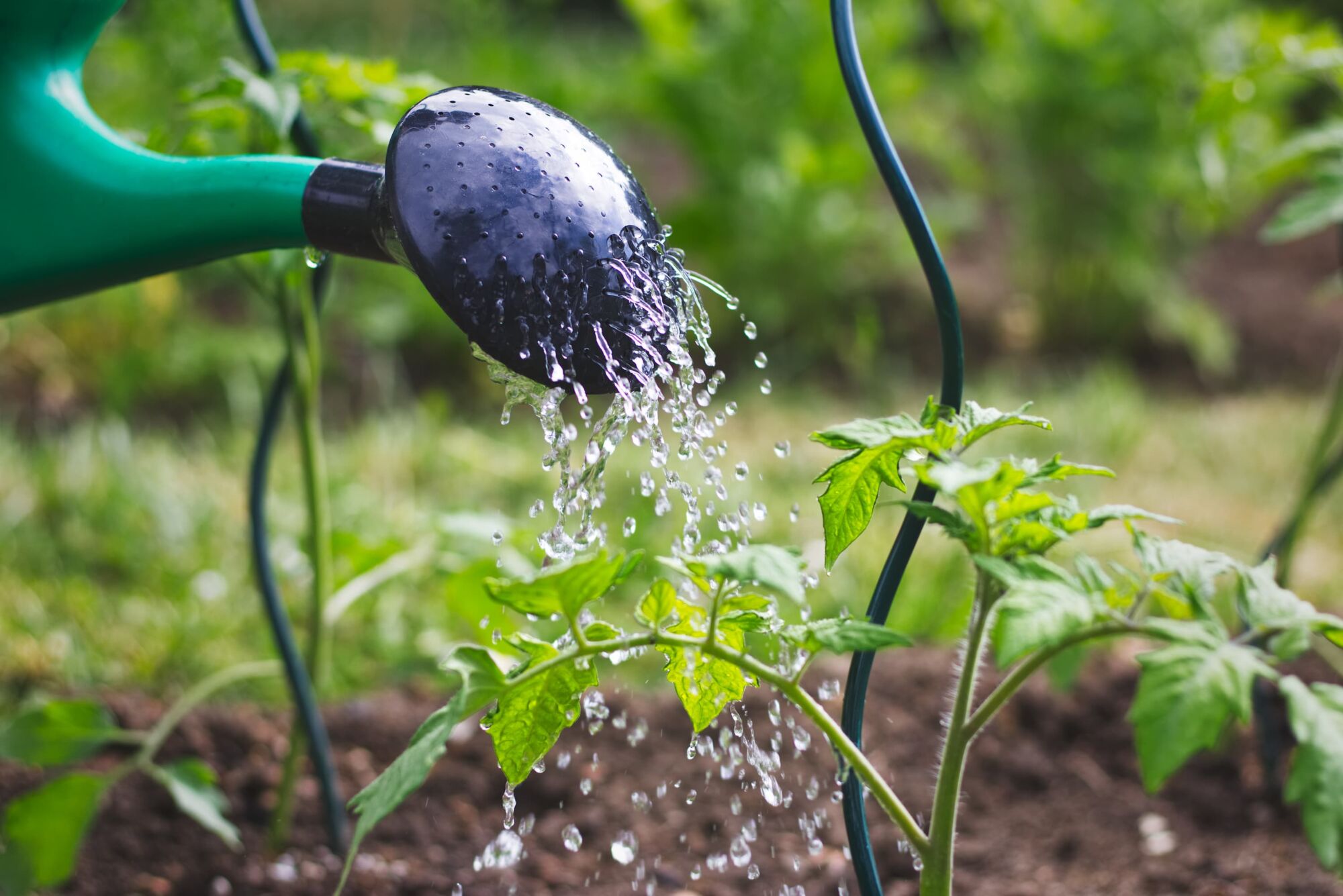 ADOBESTOCK_204288180 | RP Paysage Quel système d’arrosage choisir pour son jardin ? Mulhouse