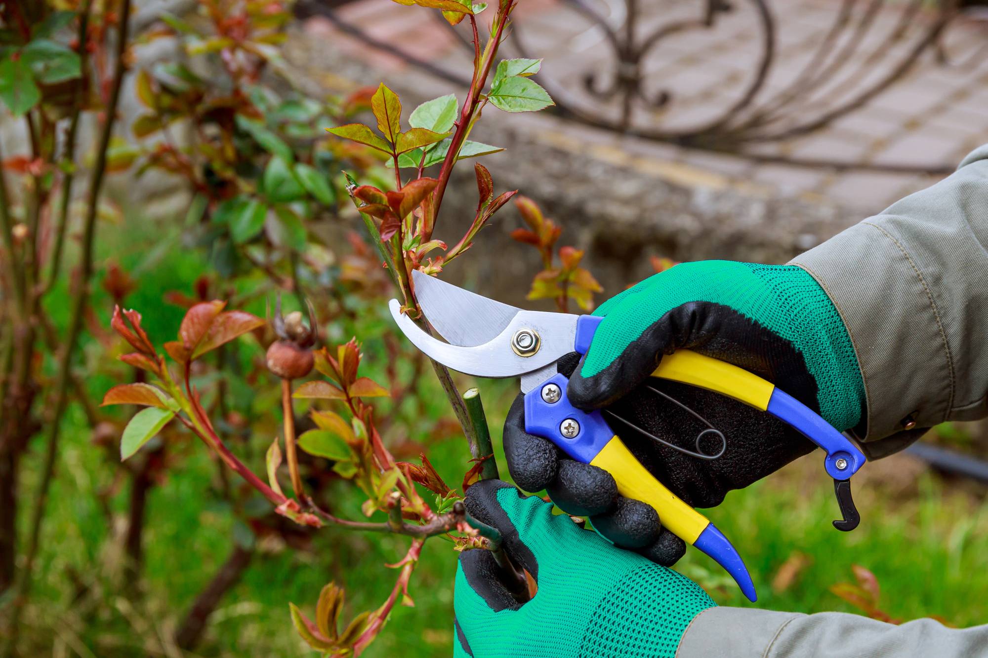 SECATEUR | RP Paysage 8 outils essentiels pour entretenir votre jardin en été Belfort 0