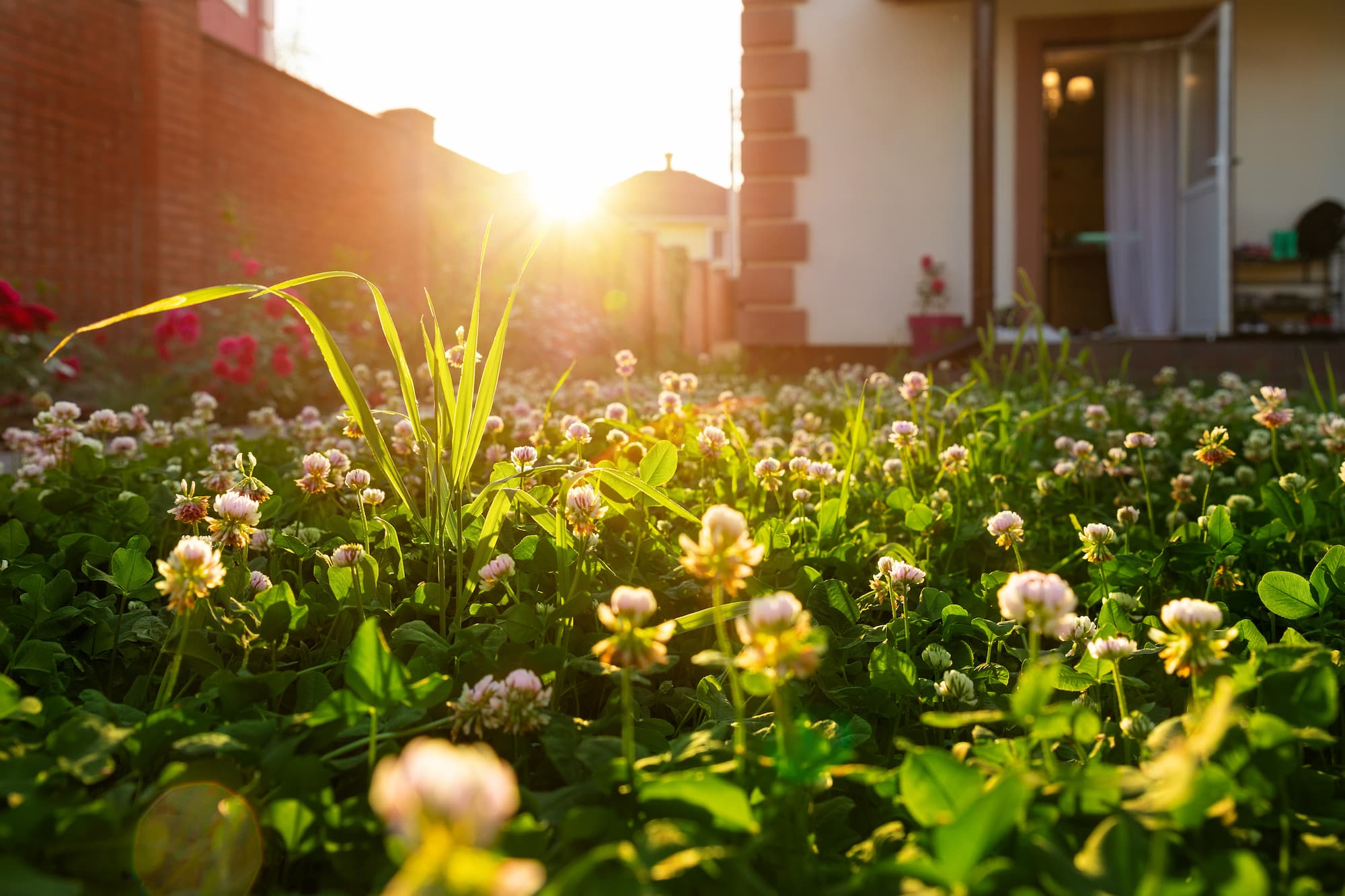 Pourquoi choisir un gazon avec tr&egrave;fles pour son jardin aujourd&rsquo;hui ? Wittenheim
