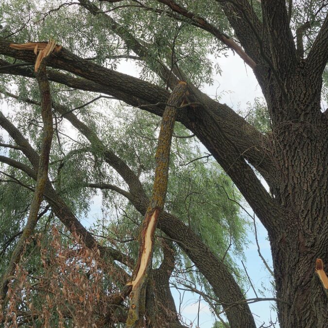 Comment s&eacute;curiser un arbre endommag&eacute; sans l&rsquo;abattre ? Saint-Louis