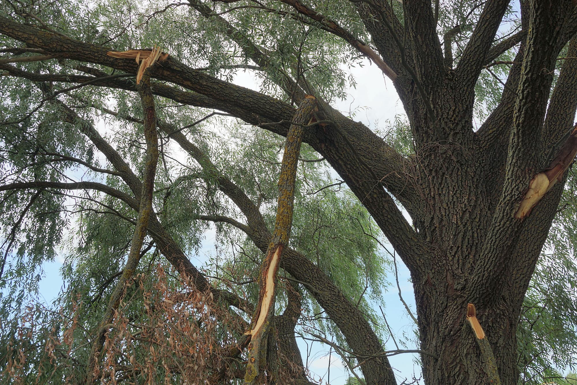 Comment s&eacute;curiser un arbre endommag&eacute; sans l&rsquo;abattre ? Saint-Louis
